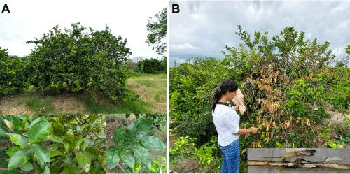 Potential Interactions Between Huanglongbing and Lasiodiplodia-Associated Branch Dieback in Citrus Orchards: A Review of Co-occurrence and Host Responses