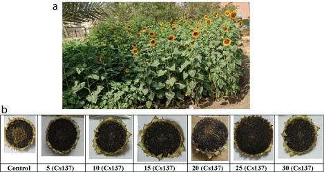 Quality Evaluation of Sunflower Seeds Resulted in Irradiated Seeds Cultivation by Gamma Radiation of Cesium (Cs137)