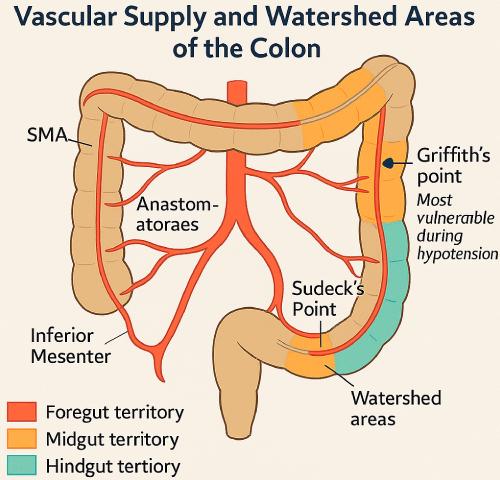 Applied Clinical Anatomy of Gut Vascular Supply: A Narrative Review of Segmental Perfusion, Watershed Vulnerability, and Surgical Implications