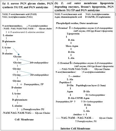 Bacteriolysis Destruction for S. Aureus and E. Coli Peptidoglycan Cell Wall by Metal Salts and Metal-Based Compounds/Alloy Materials