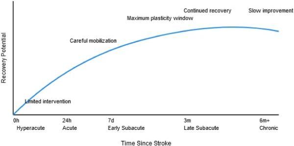 Rewiring Recovery: Neuroplasticity's Role in Stroke Rehabilitation