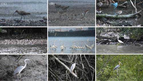 Preliminary Observational Documentation of Shorebirds and Waterbirds along the Coastline of Kuala Juru and Port Klang, Malaysia