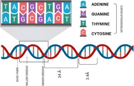 From Trace Evidence to Genetic Identification: Addressing Bottlenecks in Forensic DNA Analysis