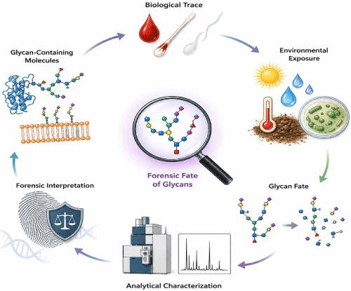 Tracing the Forensic Fate of Glycans: Environmental Transformation, Persistence, and Biological Trace Interpretation