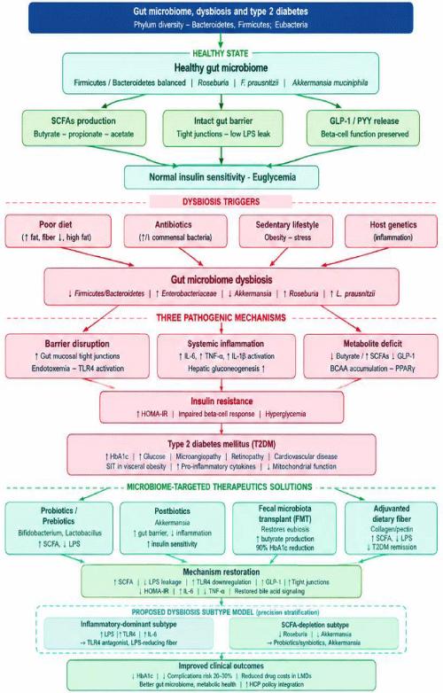 Gut Microbiome Dysbiosis in Type 2 Diabetes: MellitusMechanistic Pathways, Subtype Classification, and Therapeutic Interventions