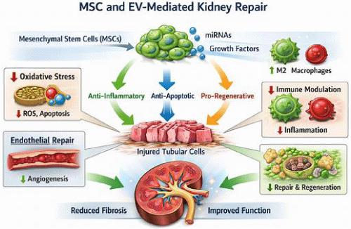 Regenerative Nephrology: From Endogenous Kidney Repair to Bioengineered Organs — Current Evidence, Clinical Applications, and Future Perspectives