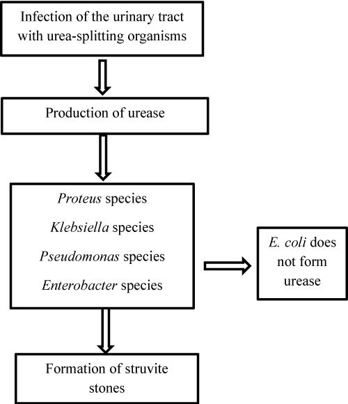 Urolithiasis Revisited: An Updated Comprehensive Review with Case Illustrations