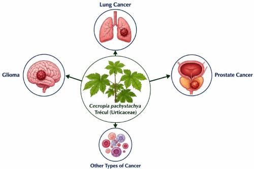 An Updated Review on the Anticancer Activities of Cecropia pachystachya Trécul: Recent Advances and Future Perspectives