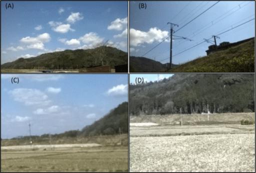 A Journey through Arashiyama: Memory, Landscape, and the Quiet Dialogue between Self and Place